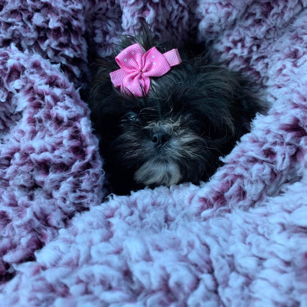 Meet your Posher, Amanda